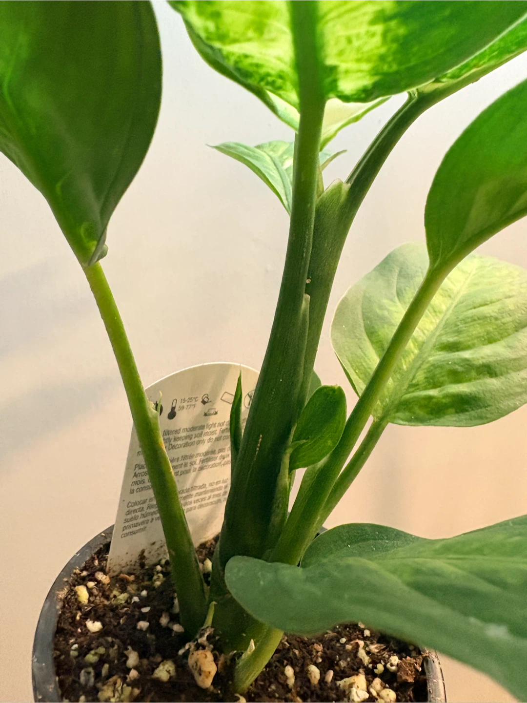 Dieffenbachia Houseplant - photo 3
