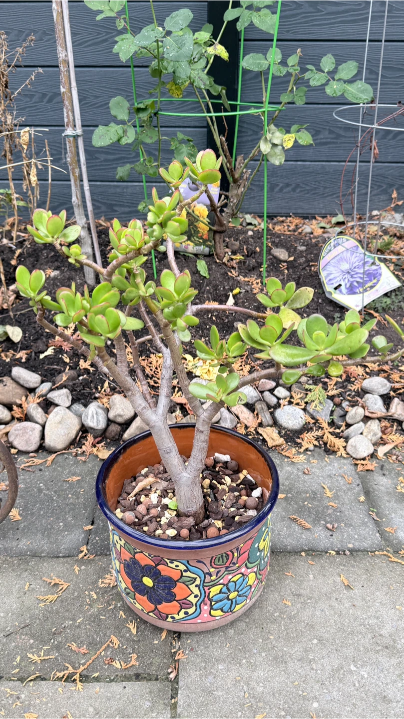 Jade Plant in Decorative Ceramic Pot