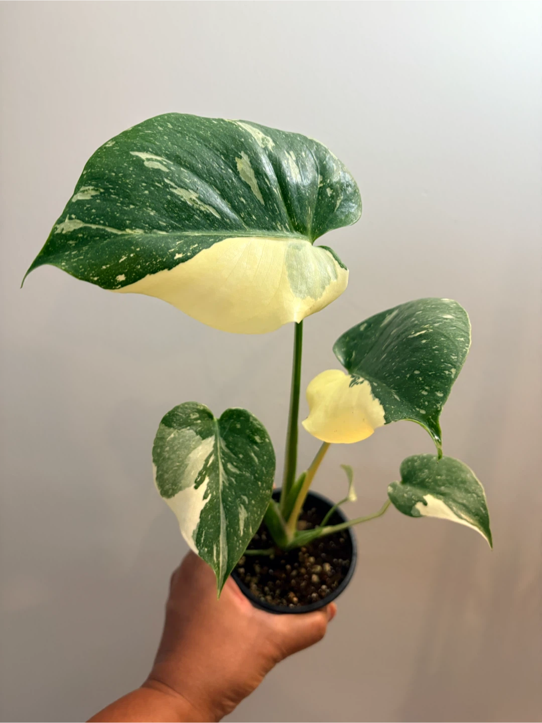 Monstera Thai Constellation-3.5” pot