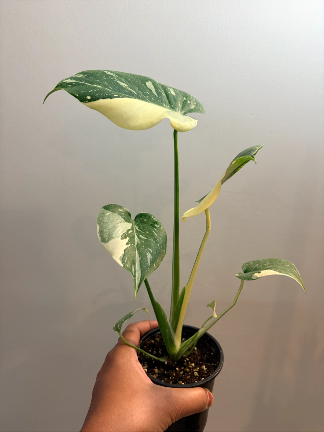 Monstera Thai Constellation-3.5” pot - photo 2