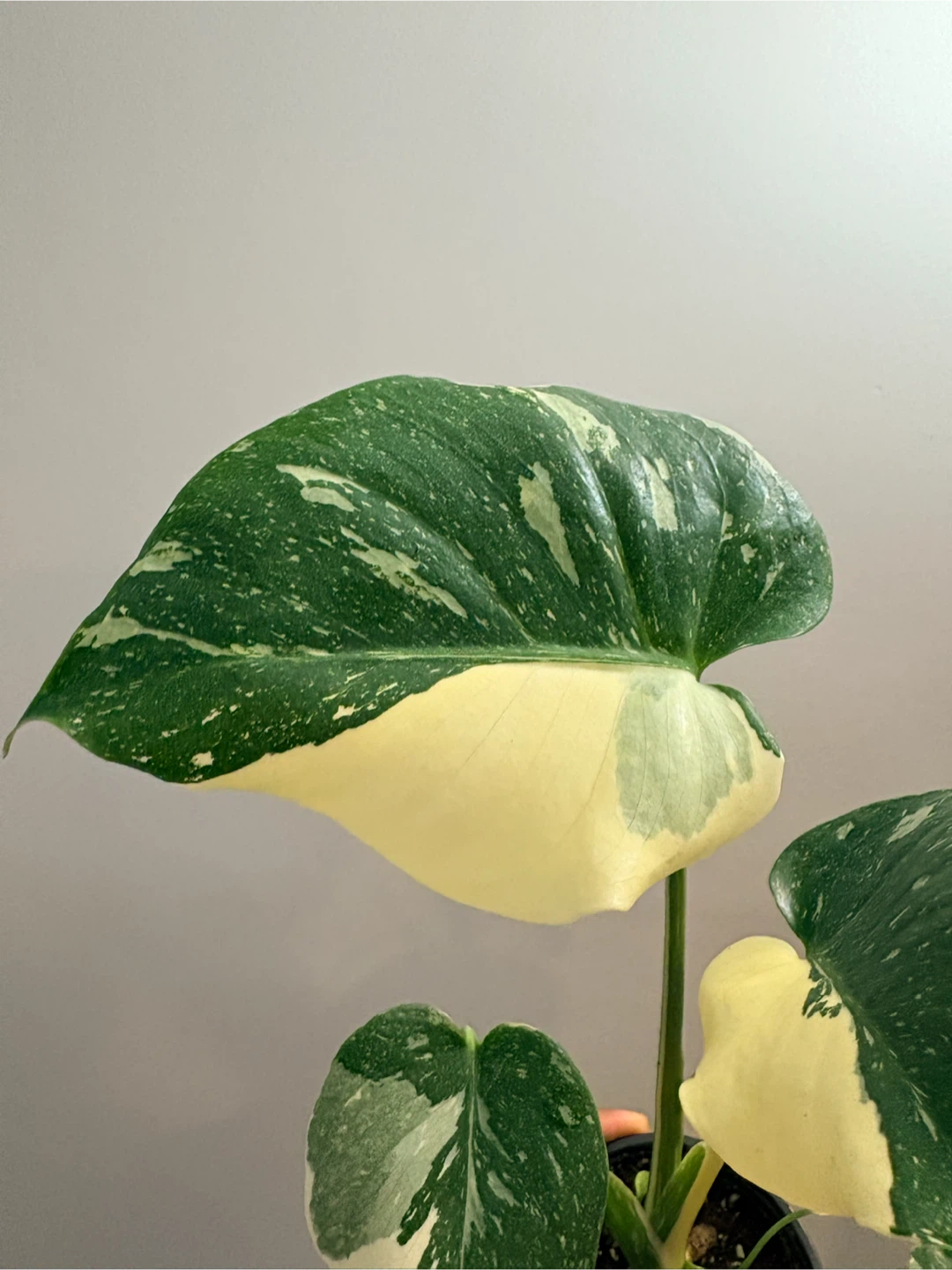 Monstera Thai Constellation-3.5” pot - photo 3