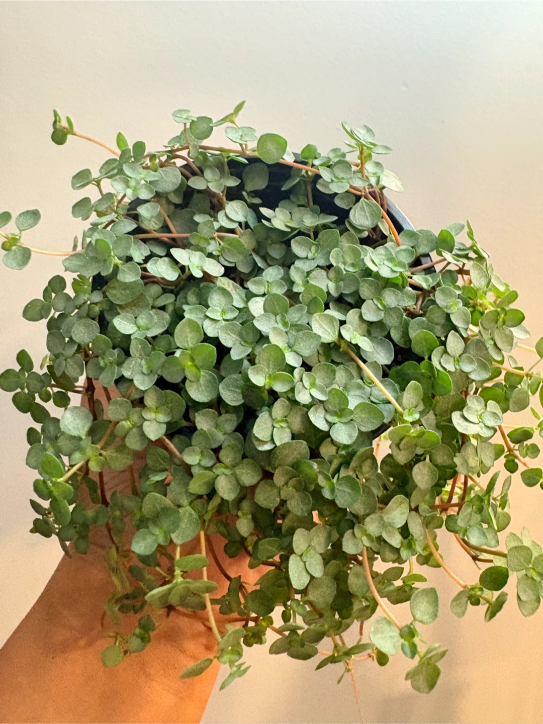 Pilea Aquamarine- 3.5” pot