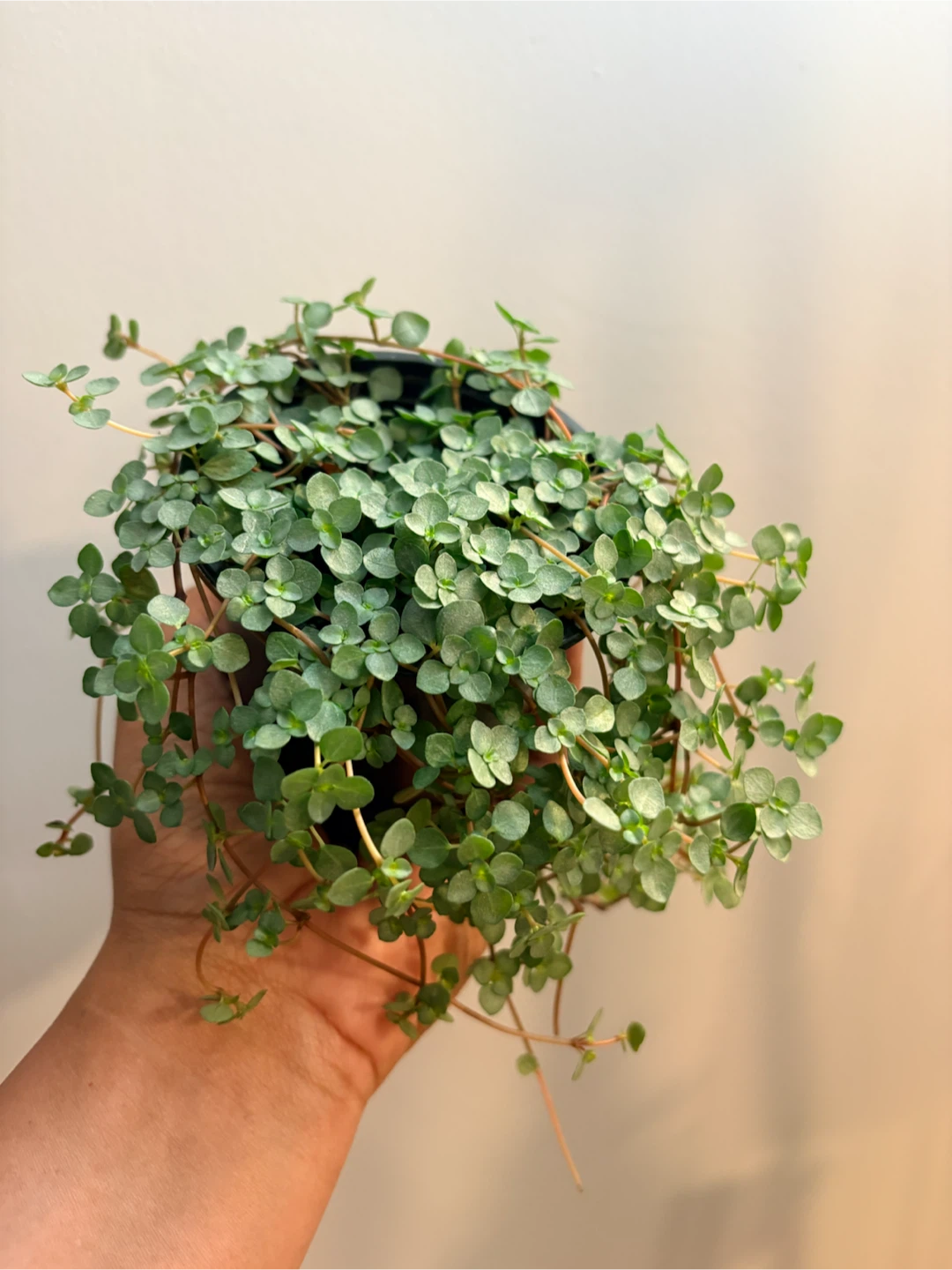 Pilea Aquamarine- 3.5” pot - photo 2