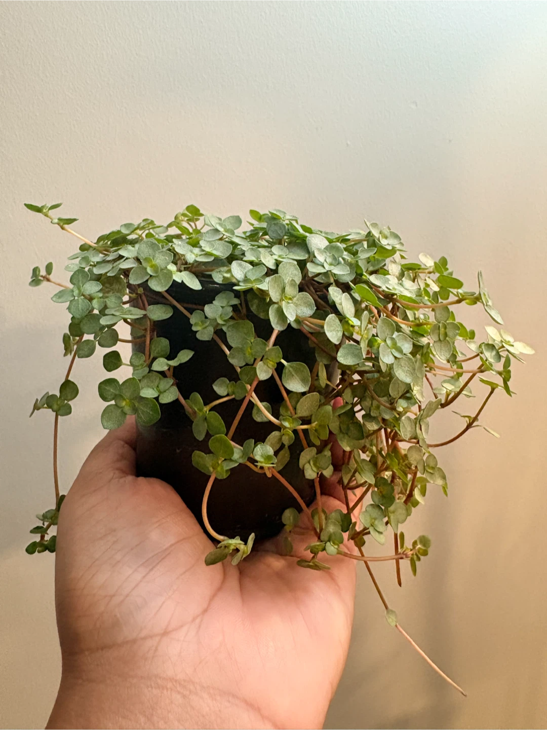 Pilea Aquamarine- 3.5” pot - photo 3