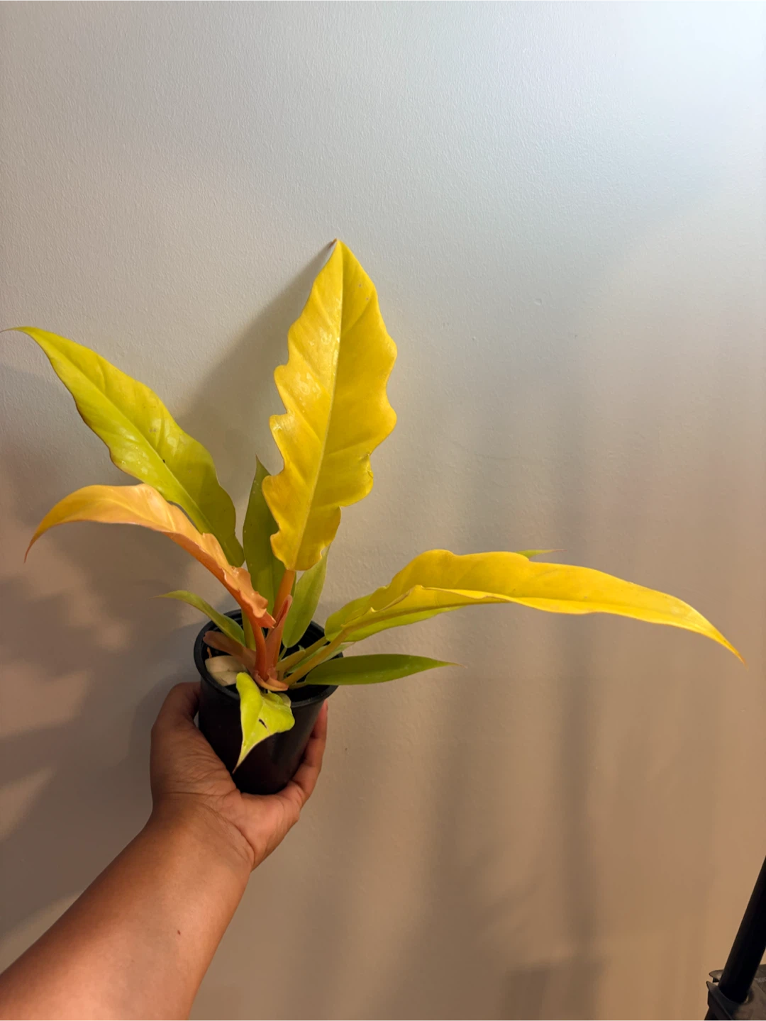 Philodendron Ring of Fire Golden / indoor plant