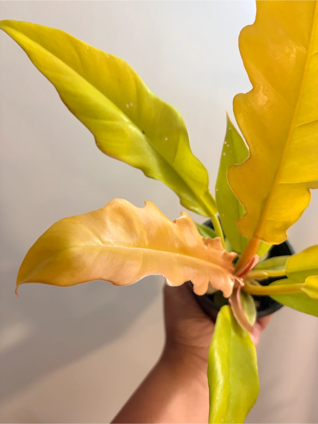 Philodendron Ring of Fire Golden / indoor plant - photo 2