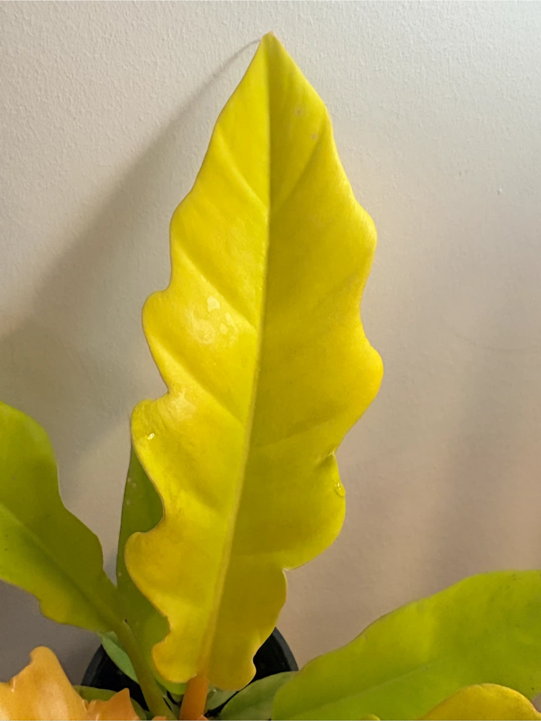 Philodendron Ring of Fire Golden / indoor plant - photo 3