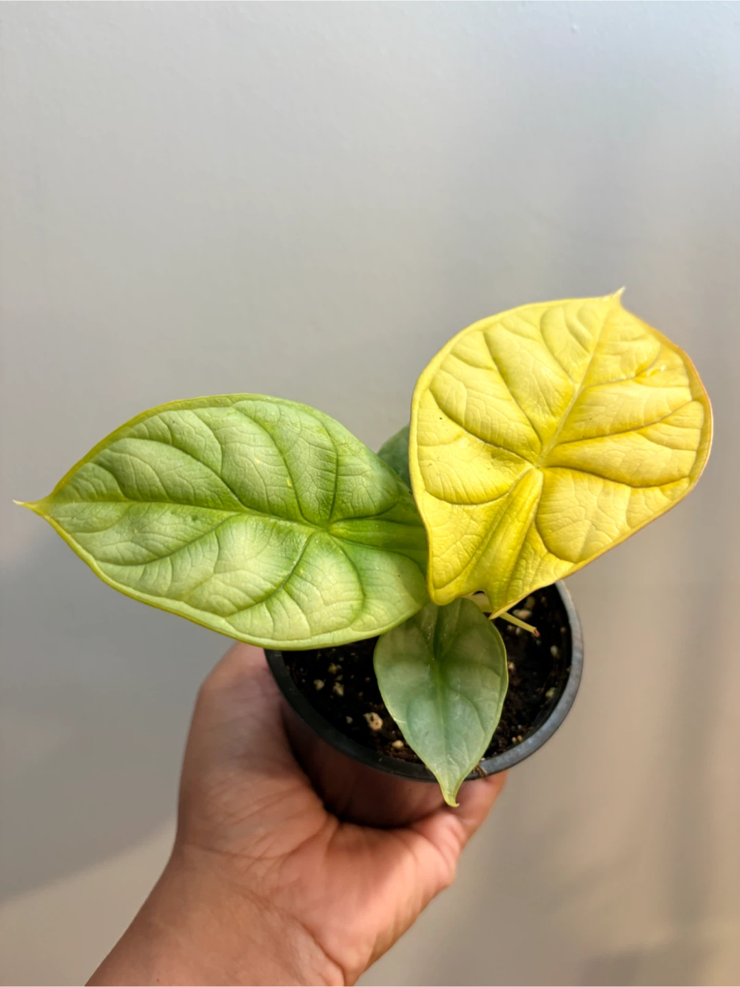 Alocasia Gold / Indoor plant-3.5” pot