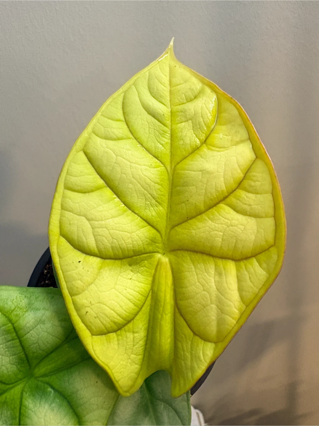 Alocasia Gold / Indoor plant-3.5” pot - photo 2