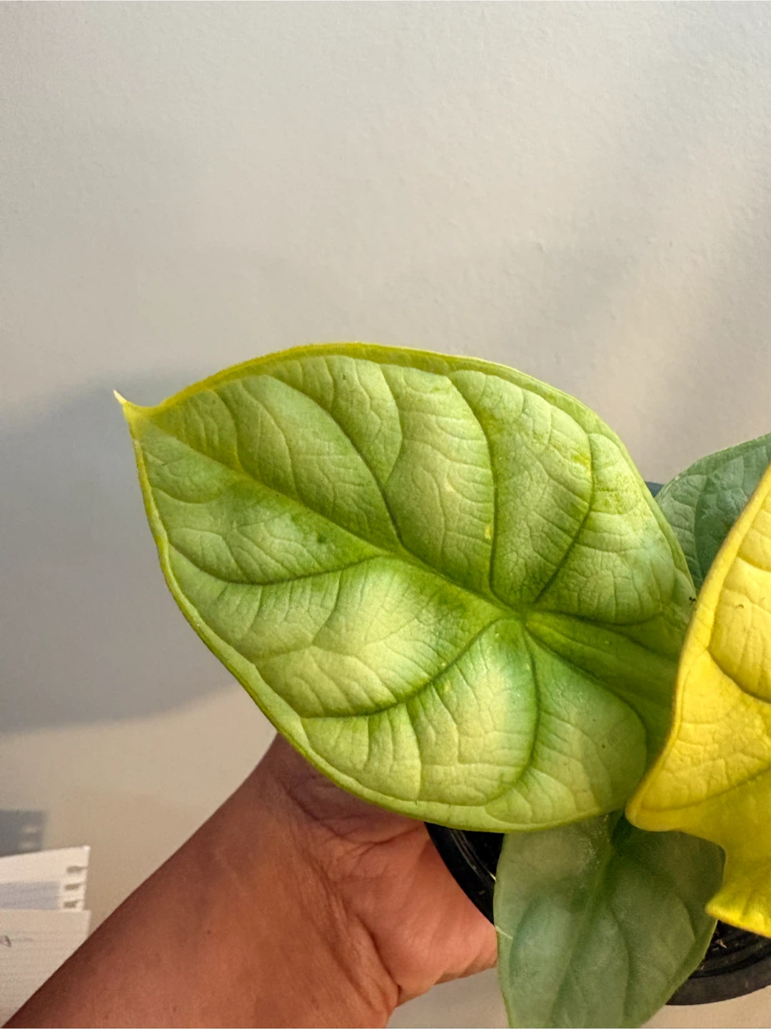 Alocasia Gold / Indoor plant-3.5” pot - photo 3