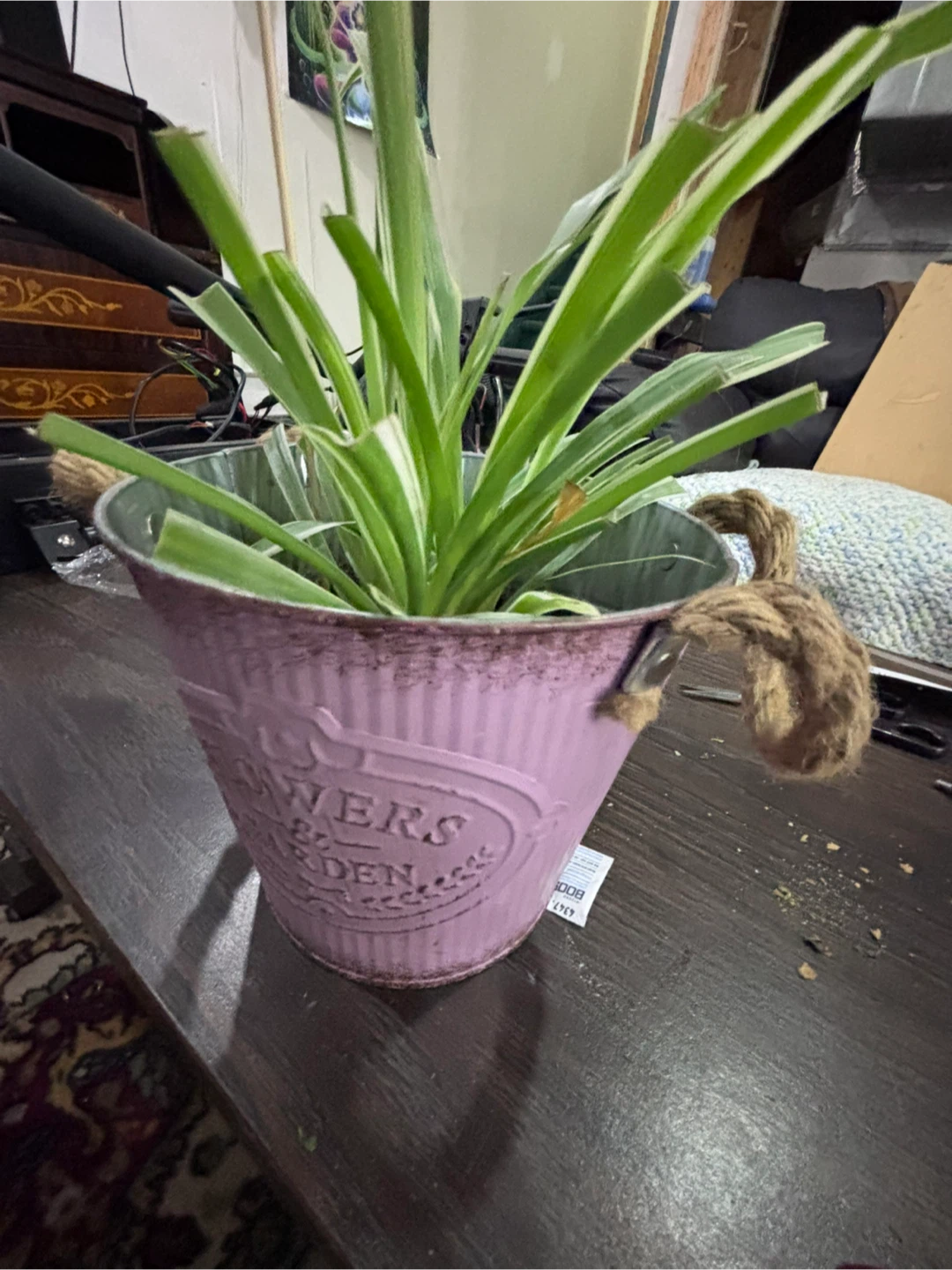 Spider Plant in Decorative Metal Planter