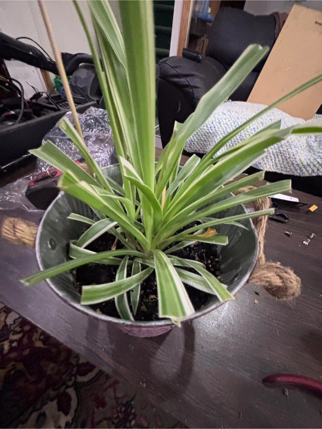 Spider Plant in Decorative Metal Planter - photo 2