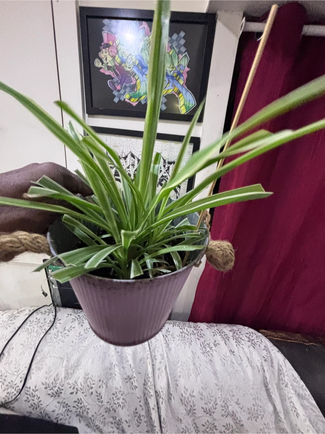 Spider Plant in Decorative Metal Planter - photo 3