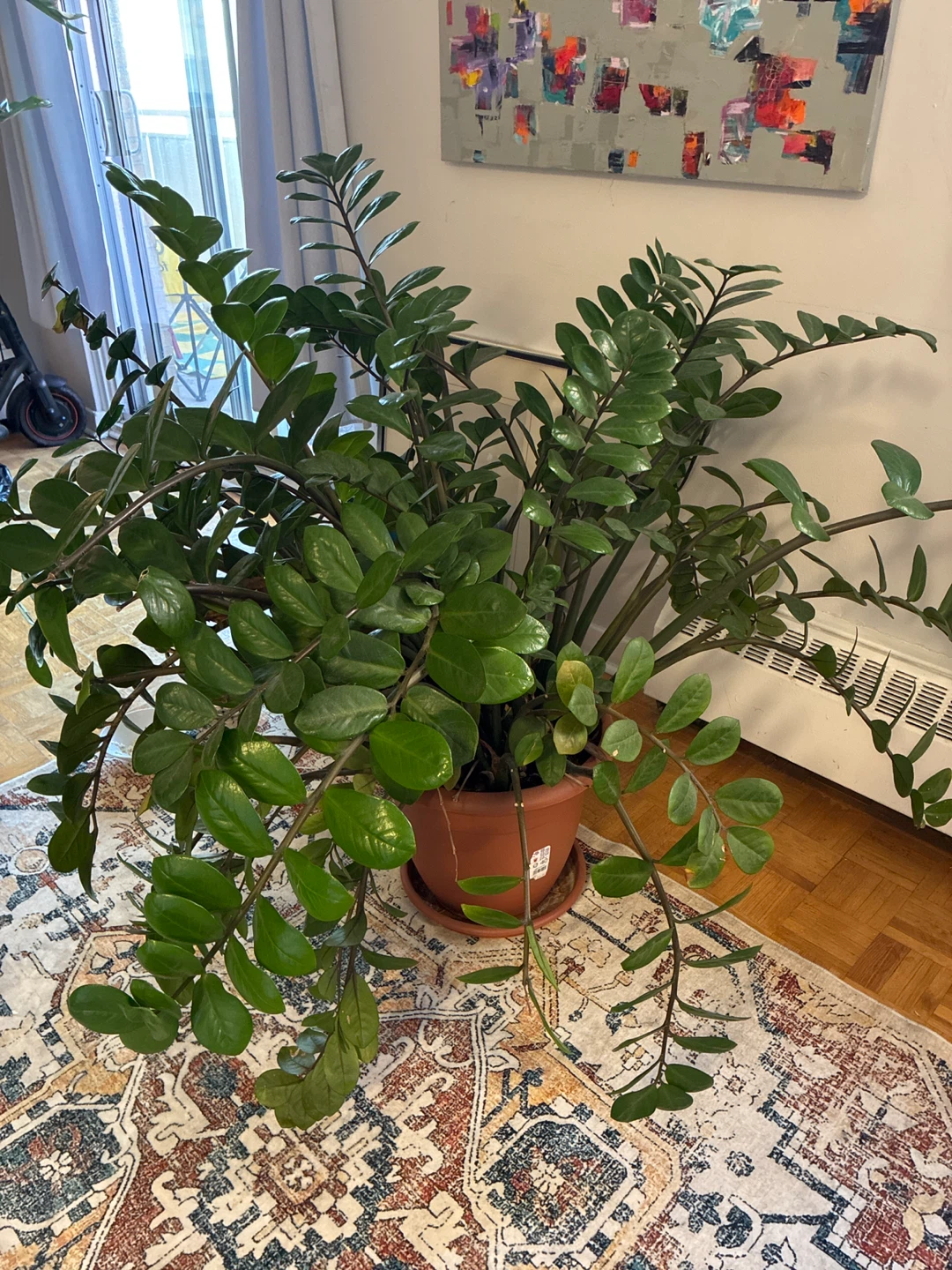 4ft wide Large ZZ Plant in Plastic Pot