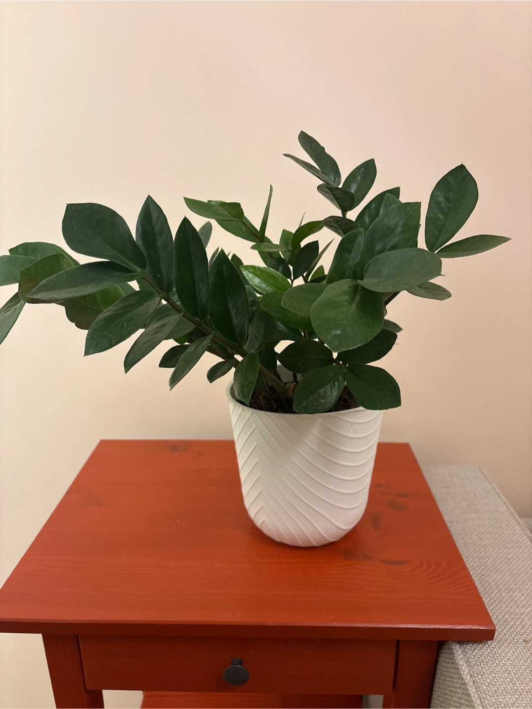 ZZ Plant in White Textured Pot