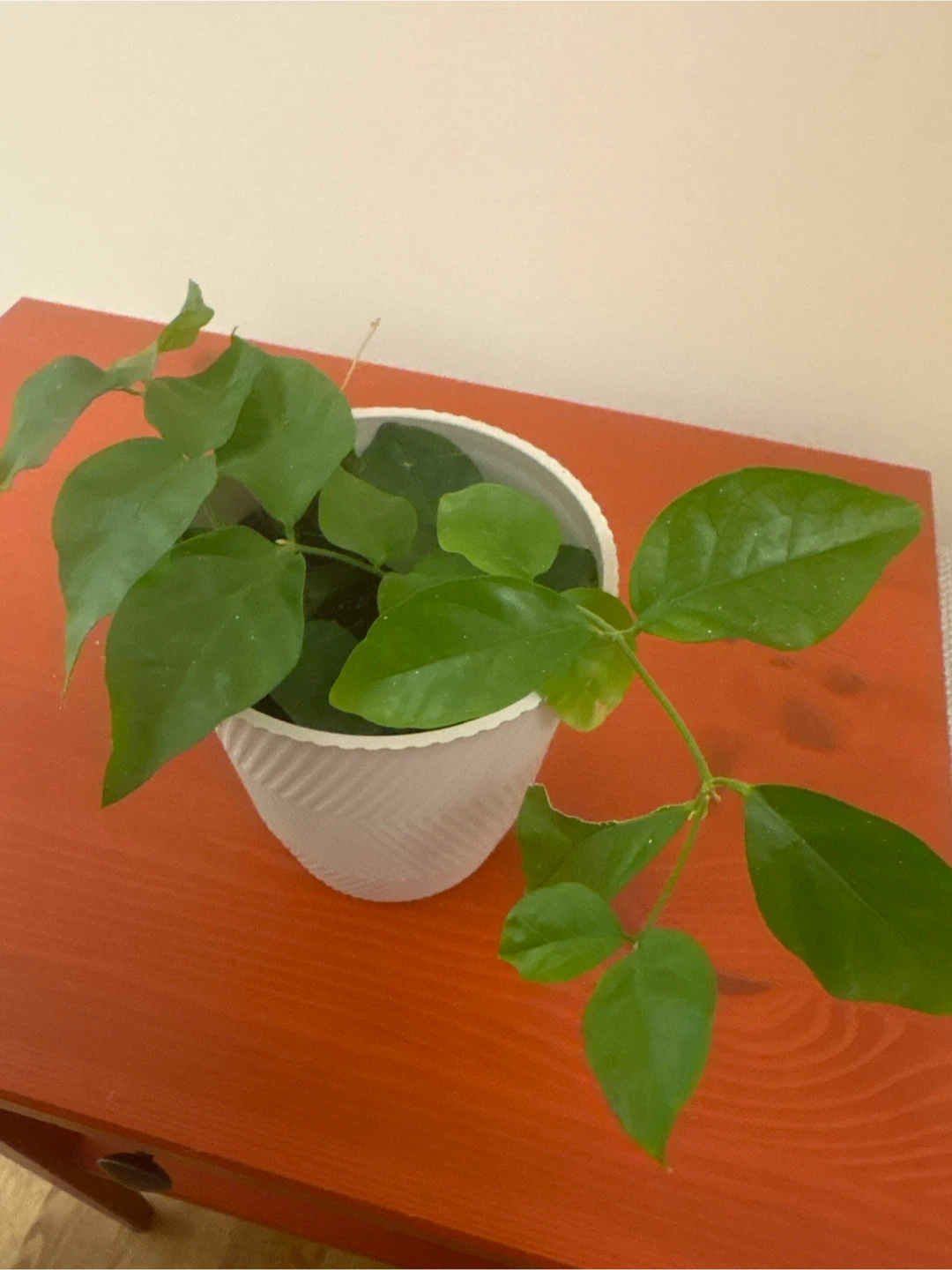 Jasmine plant