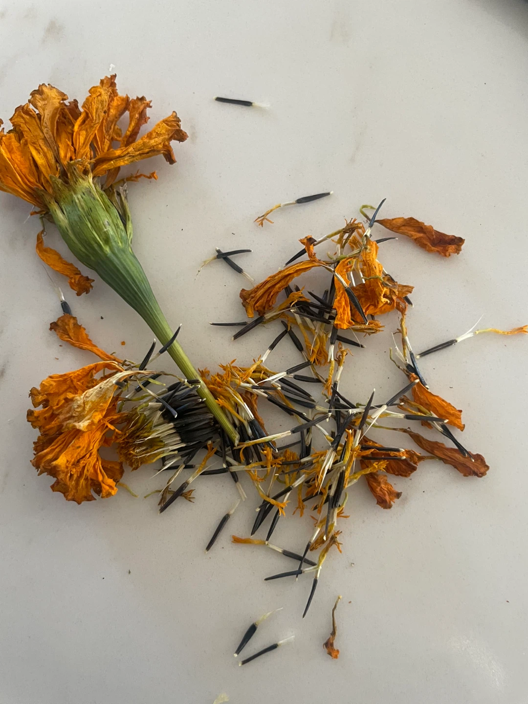 Dried Marigold Seeds