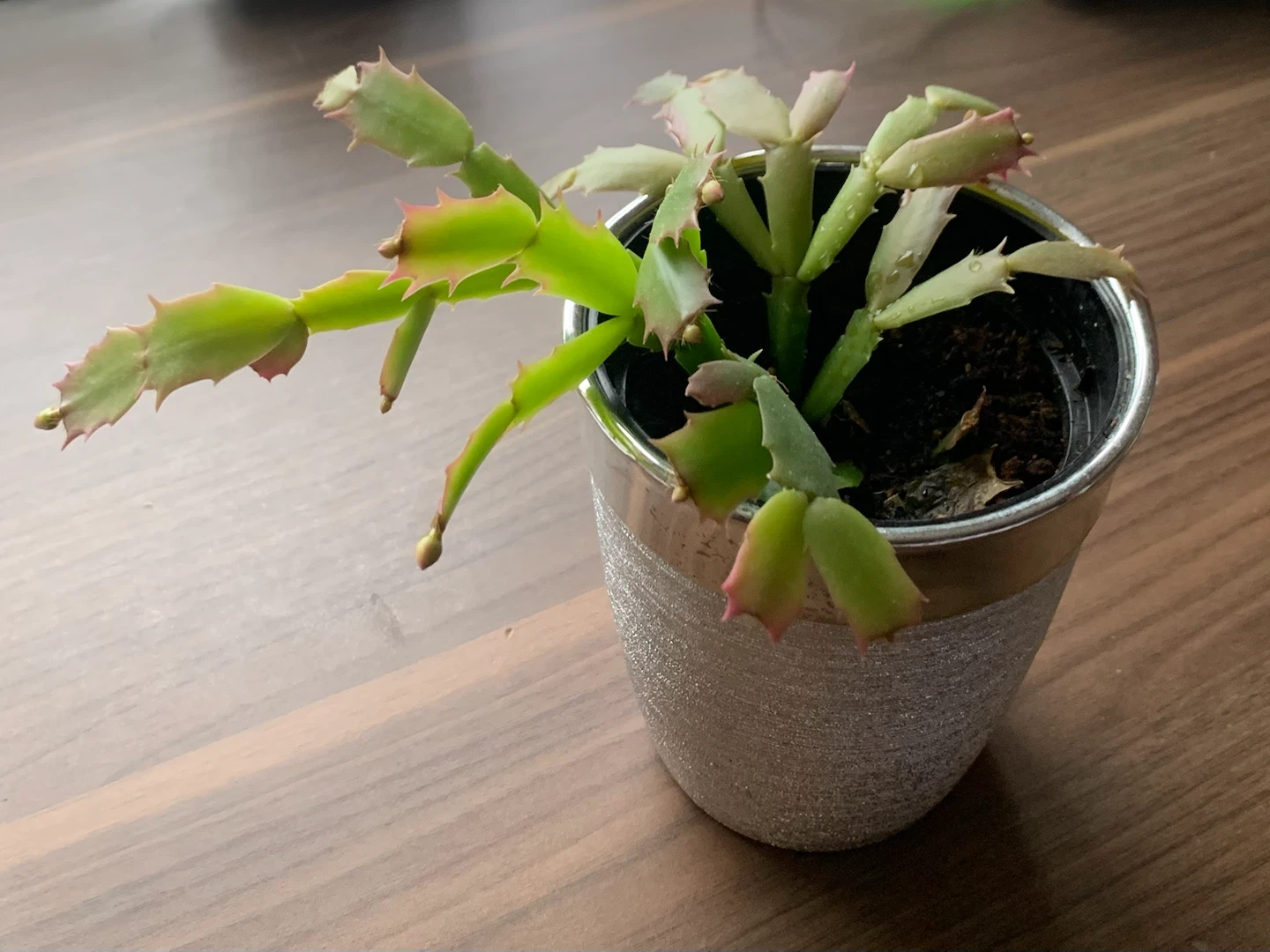Thanksgiving Cactus Plant in 5” Decorative Pot