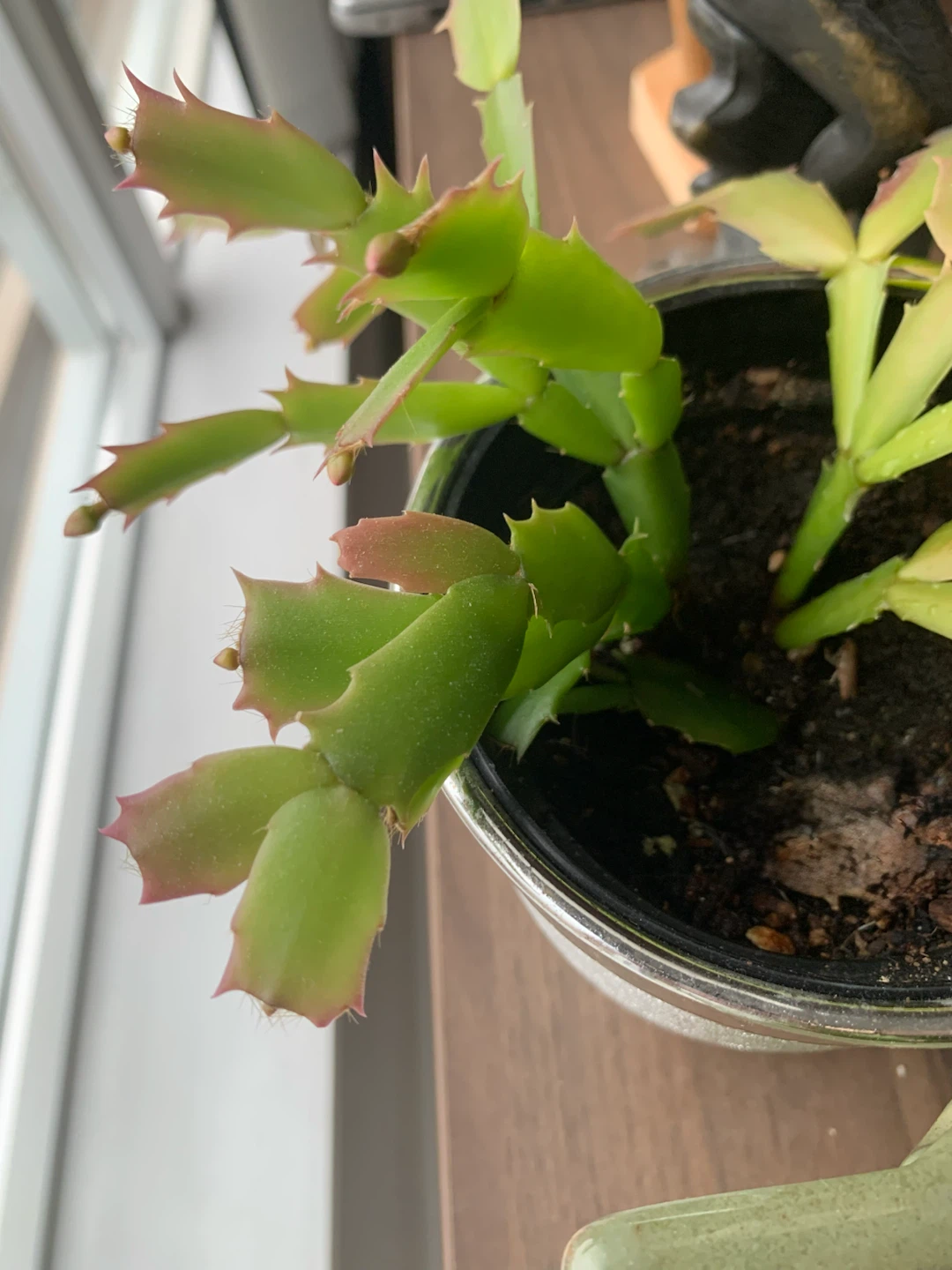 Thanksgiving Cactus Plant in 5” Decorative Pot - photo 2