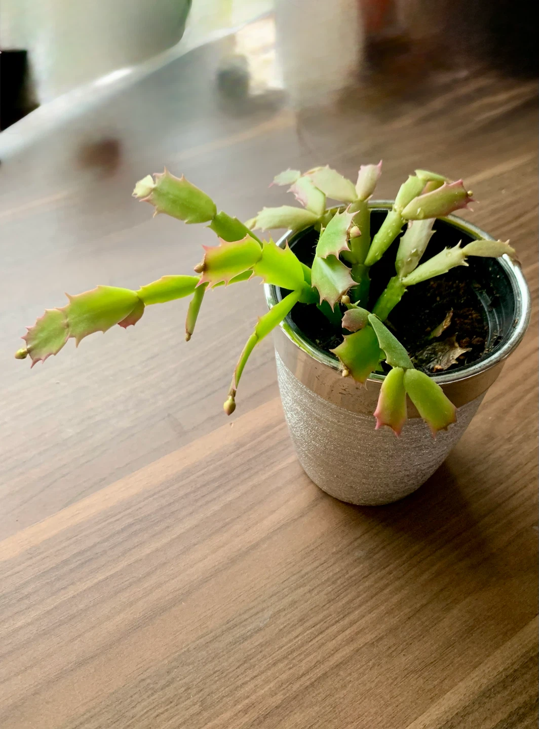 Thanksgiving Cactus Plant in 5” Decorative Pot - photo 3