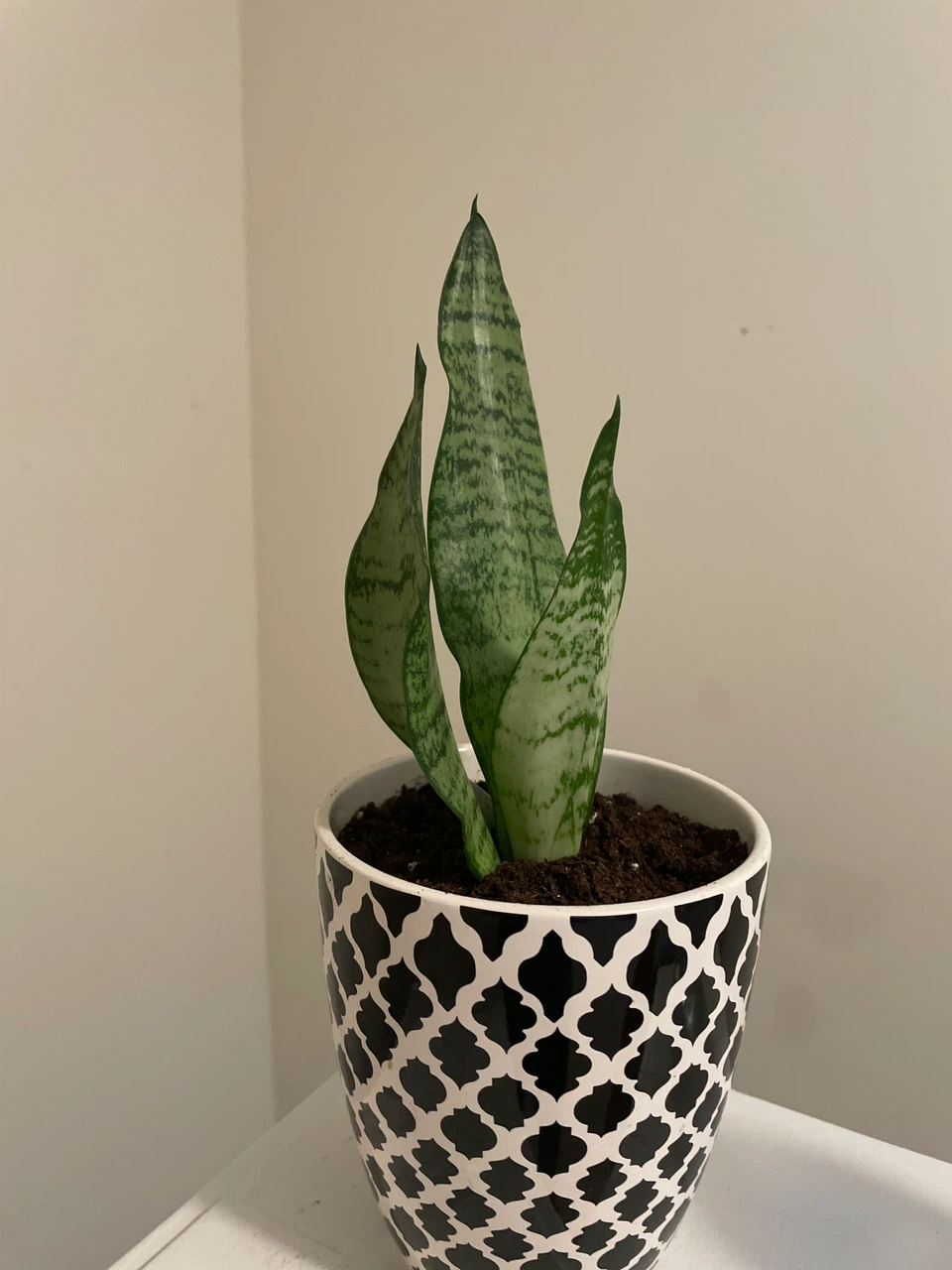 Snake Plant in Patterned Ceramic Pot