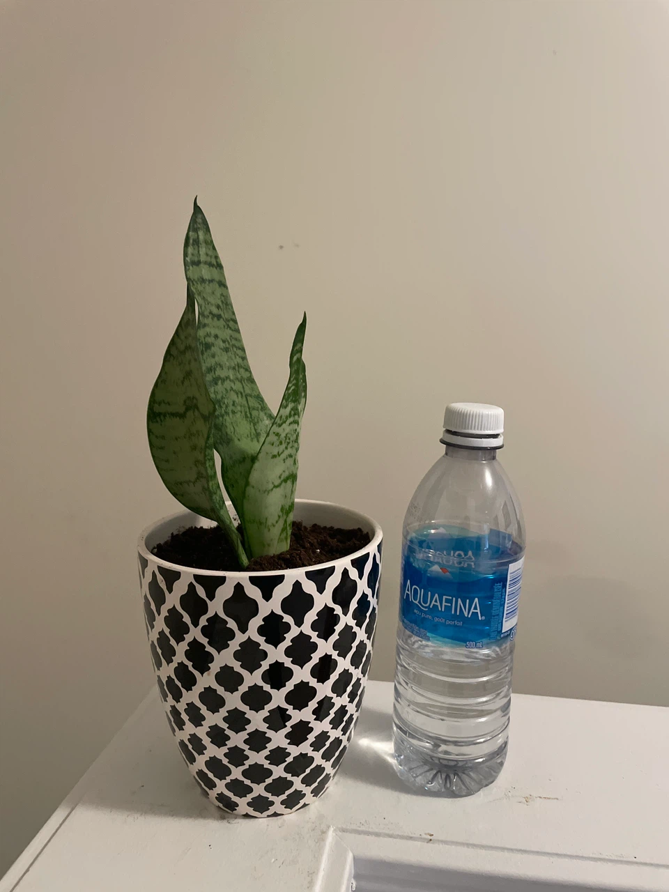 Snake Plant in Patterned Ceramic Pot - photo 2