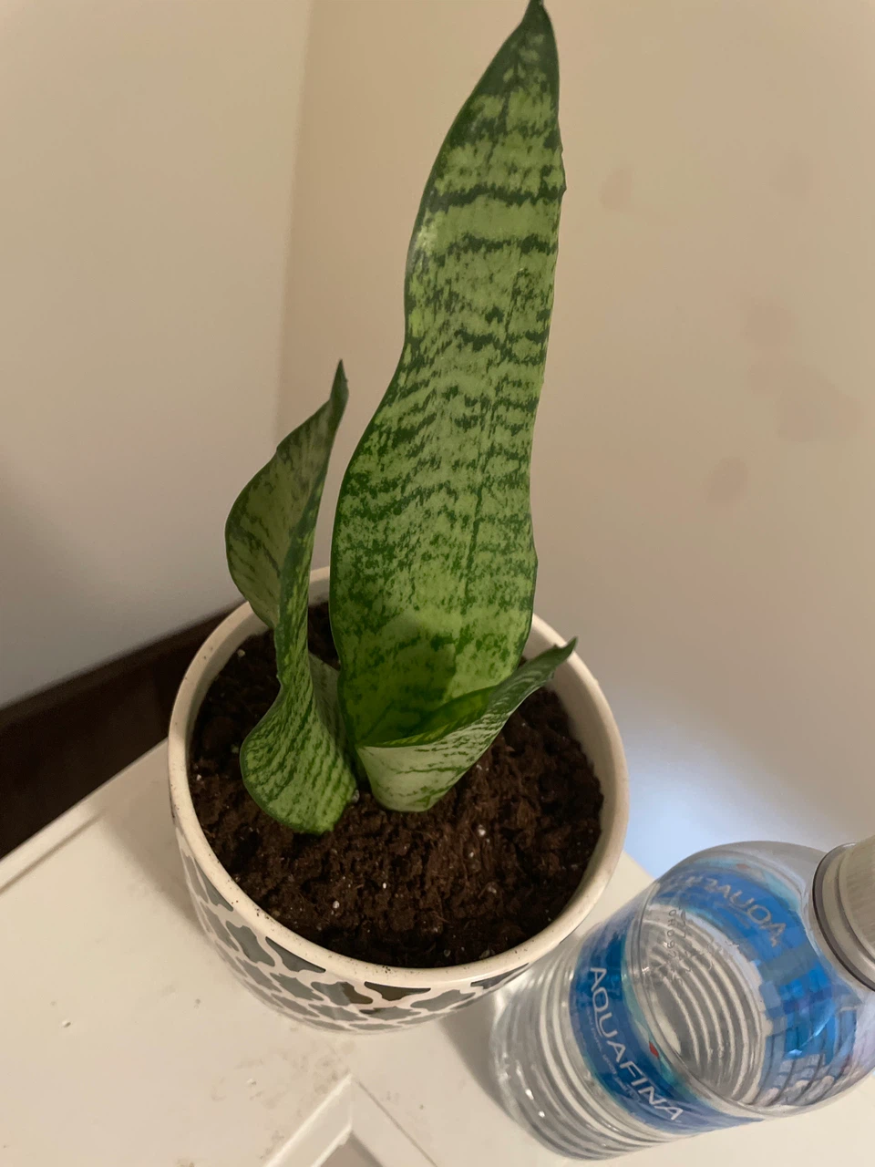Snake Plant in Patterned Ceramic Pot - photo 3