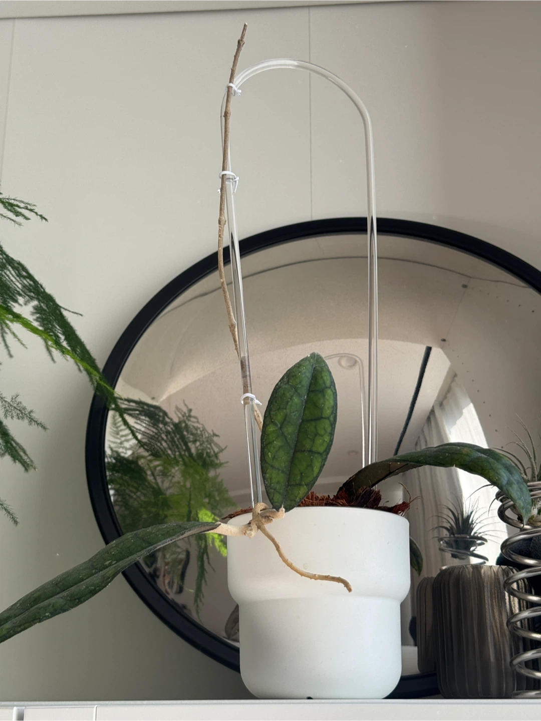 Hoya Clemensorium (rare)