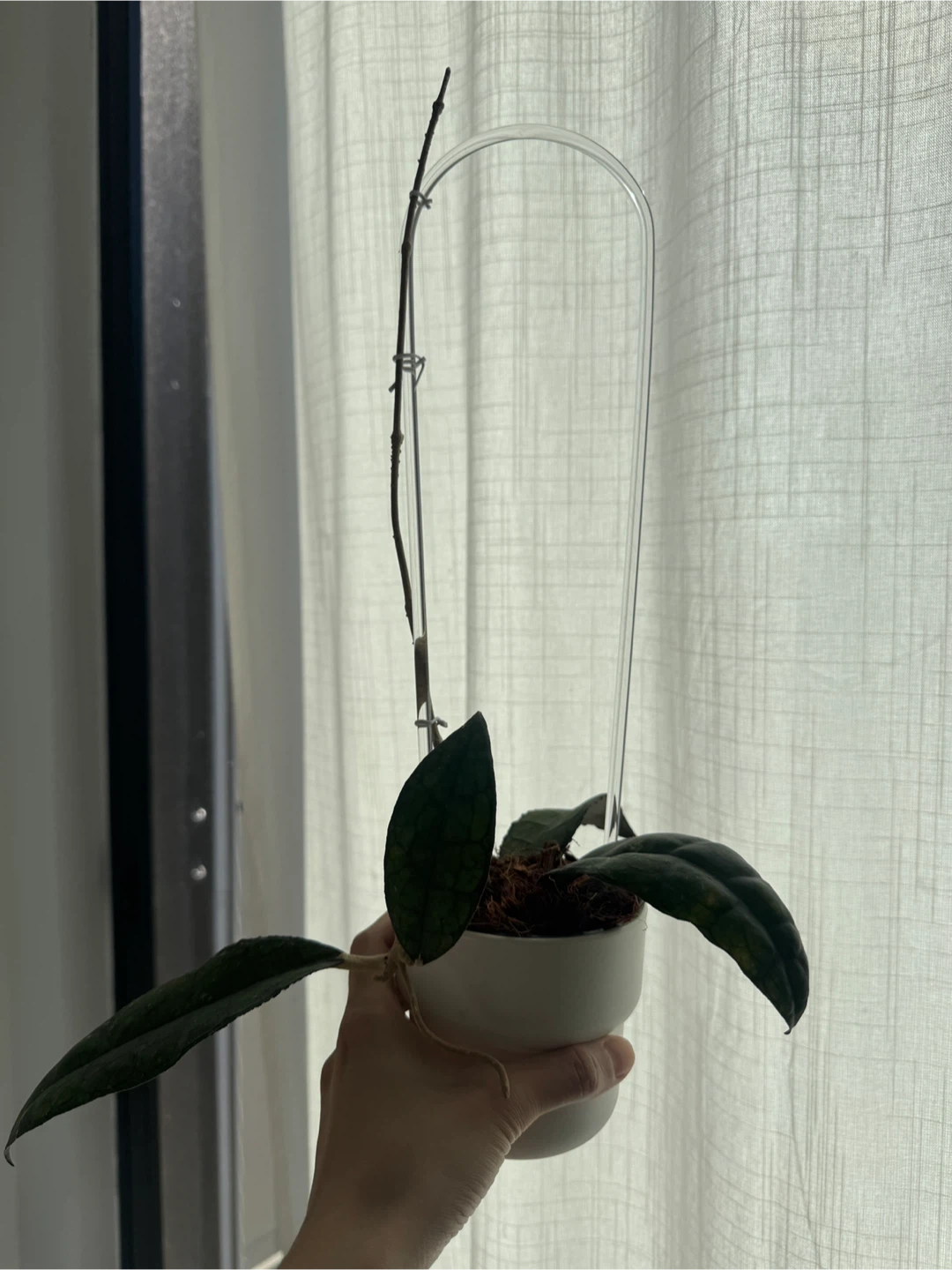 Hoya Clemensorium (rare) - photo 2