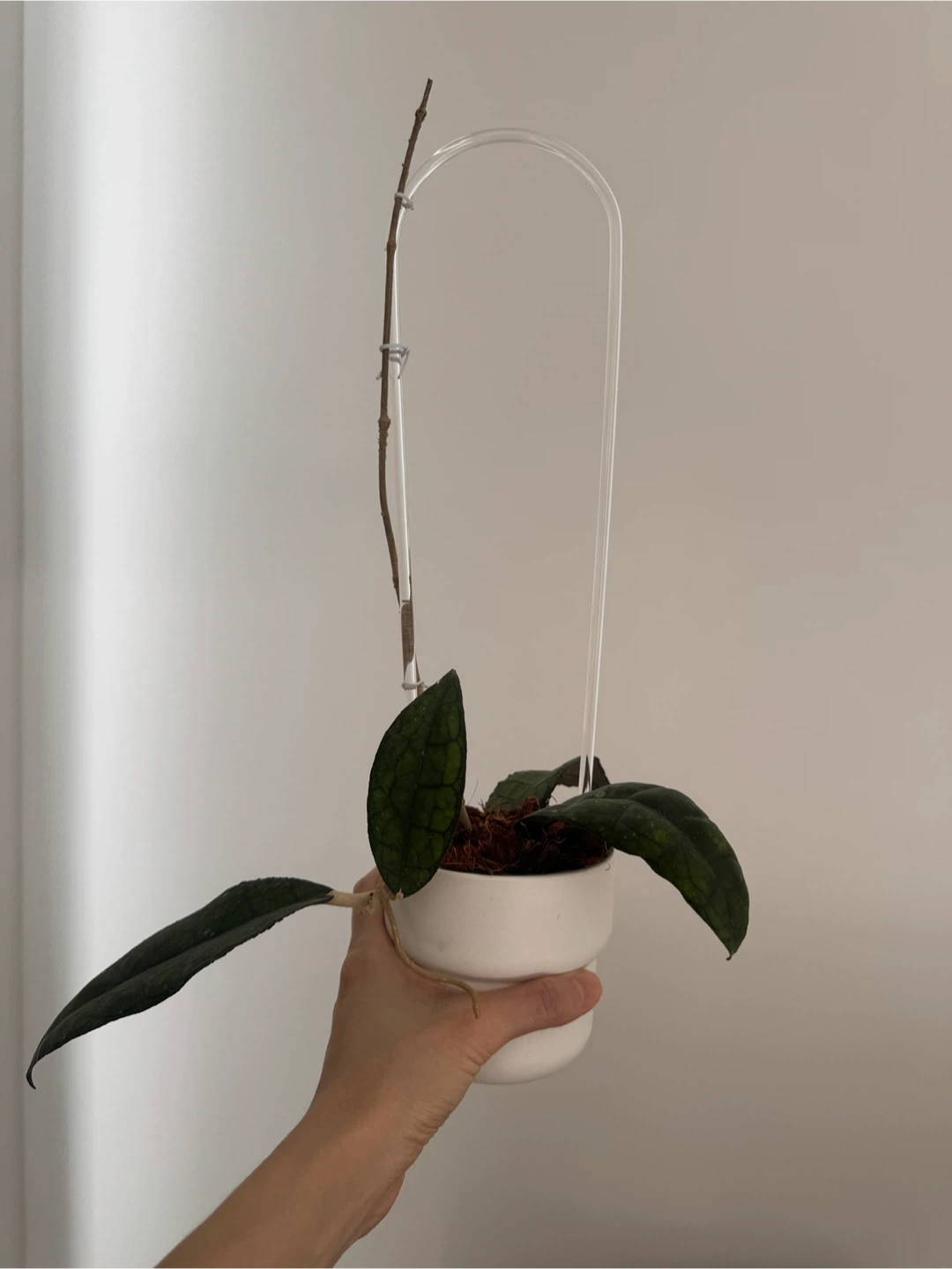 Hoya Clemensorium (rare) - photo 3