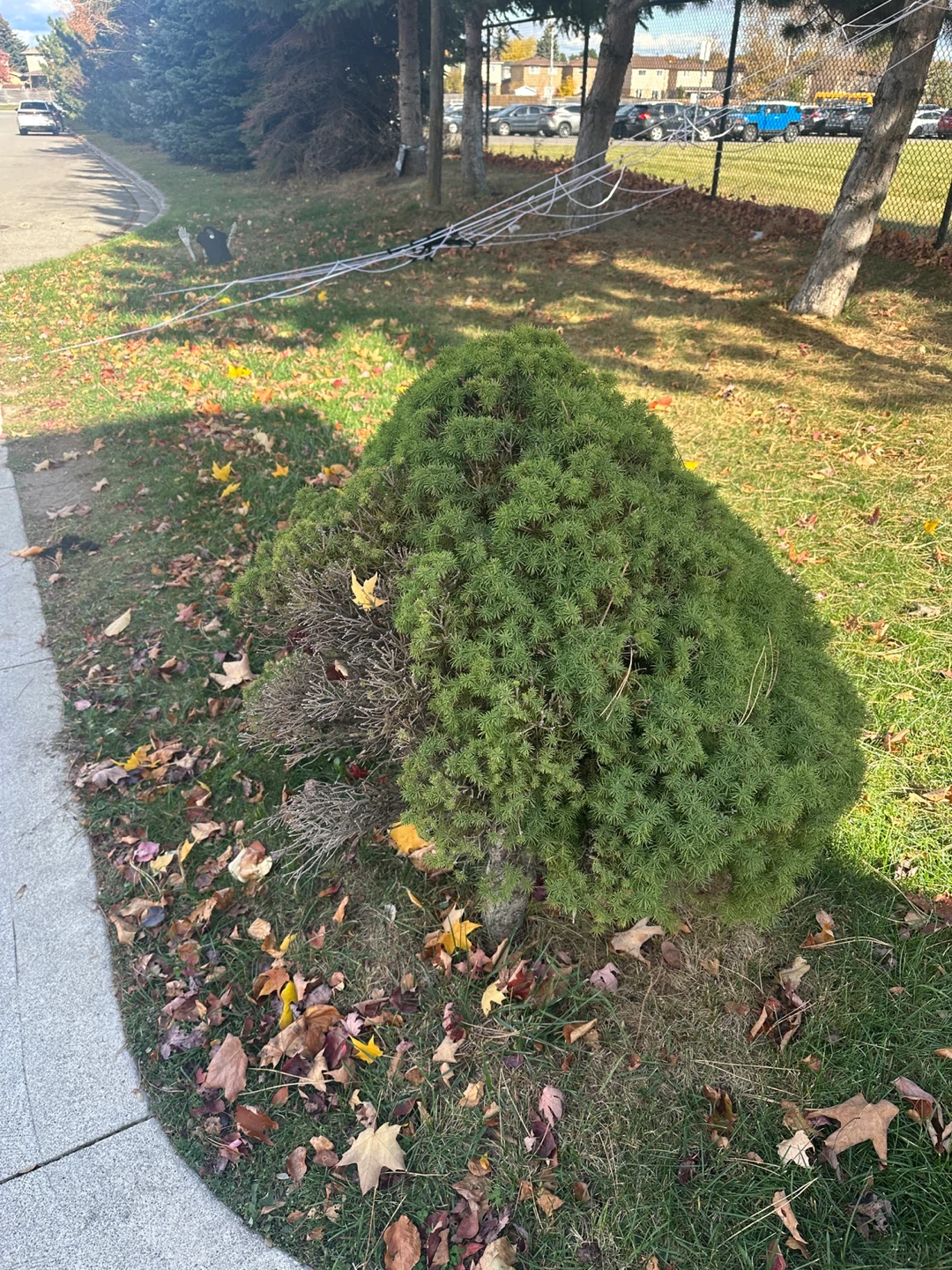 Dwarf Alberta Spruce