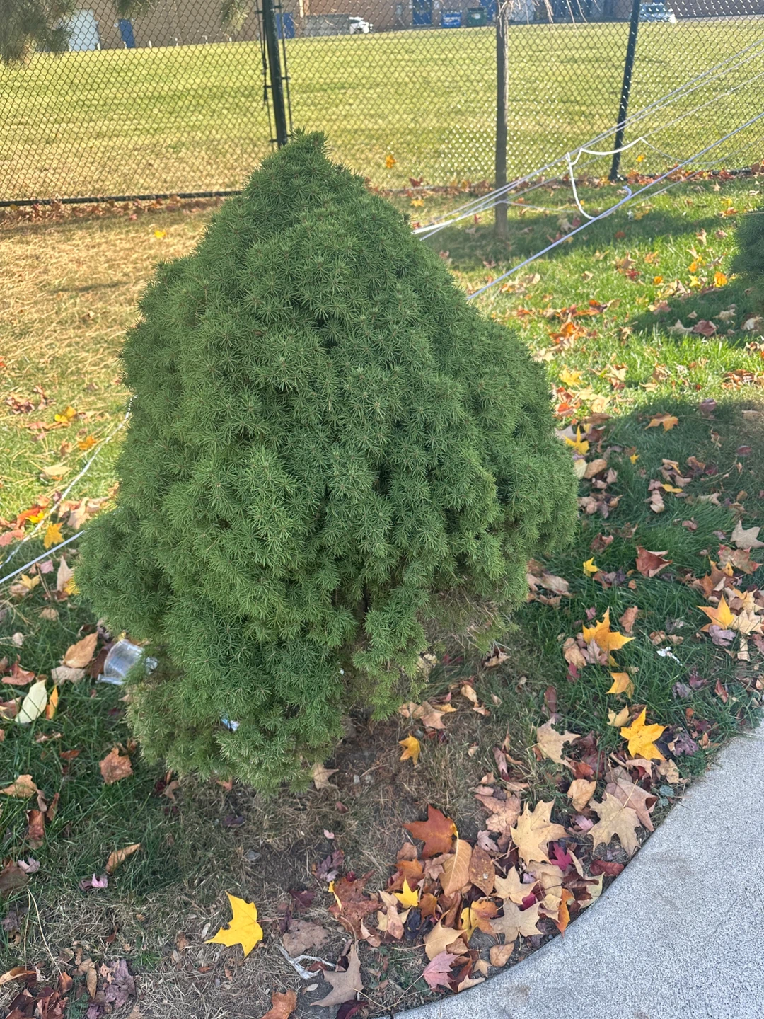 Dwarf Alberta Spruce - photo 2