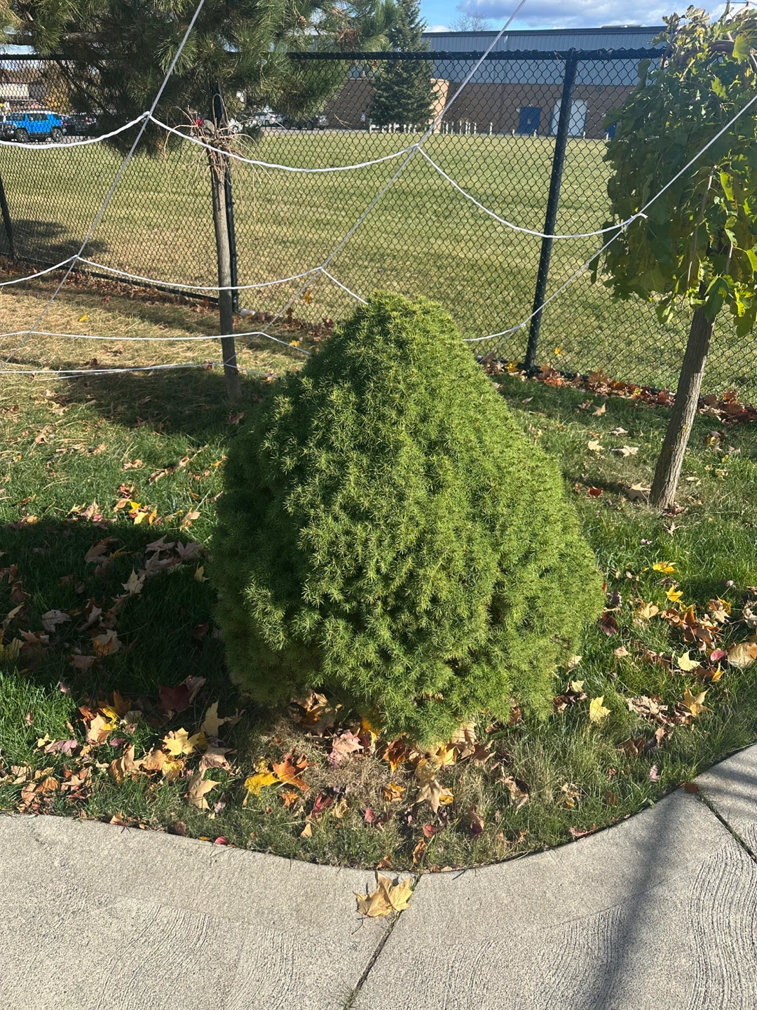 Dwarf Alberta Spruce - photo 3
