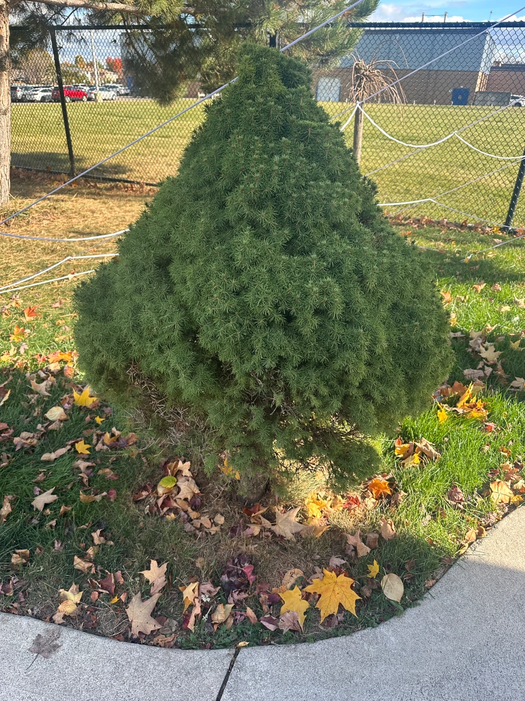 Dwarf Alberta Spruce - photo 4