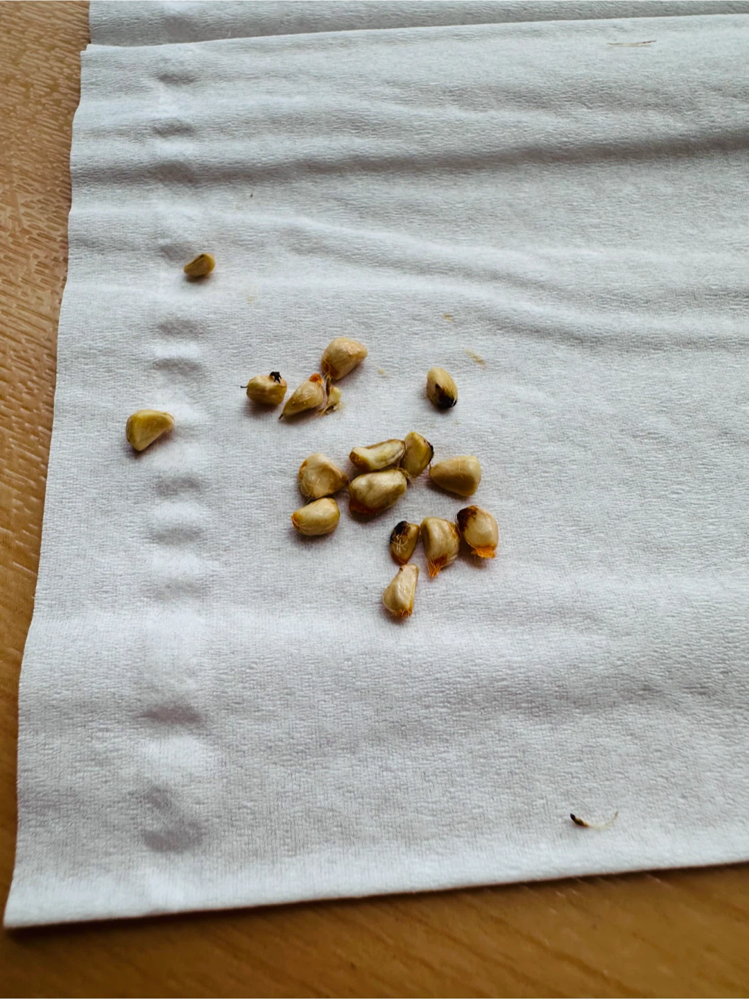 Fresh Rose Seeds