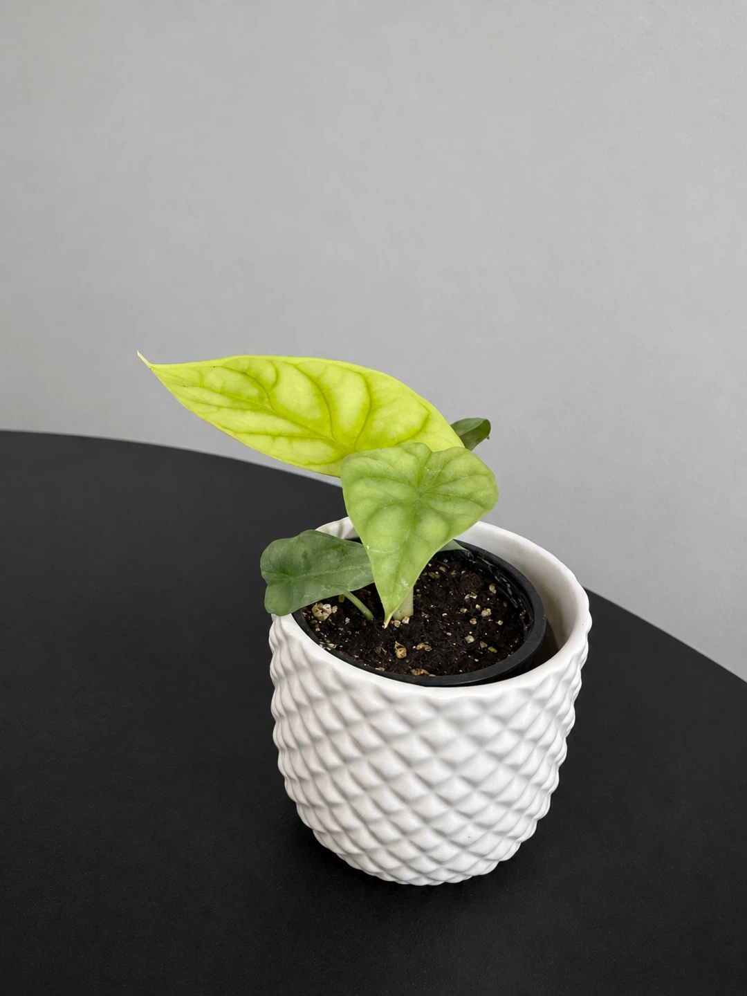 Alocasia Dragon Scale Gold 3.5” Nursery pot included