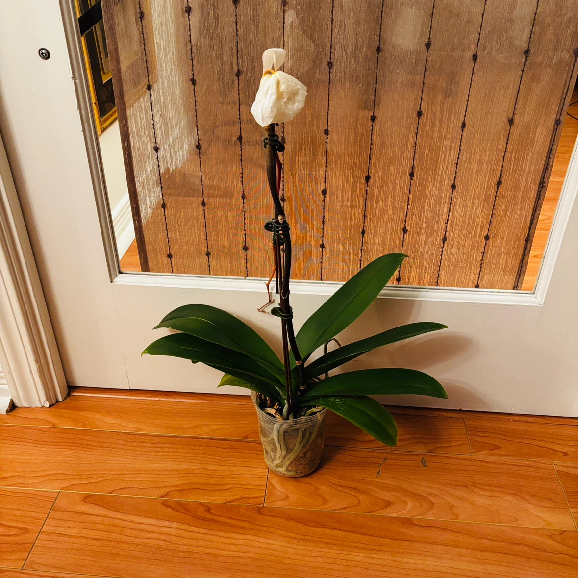 White Phalaenopsis Orchid