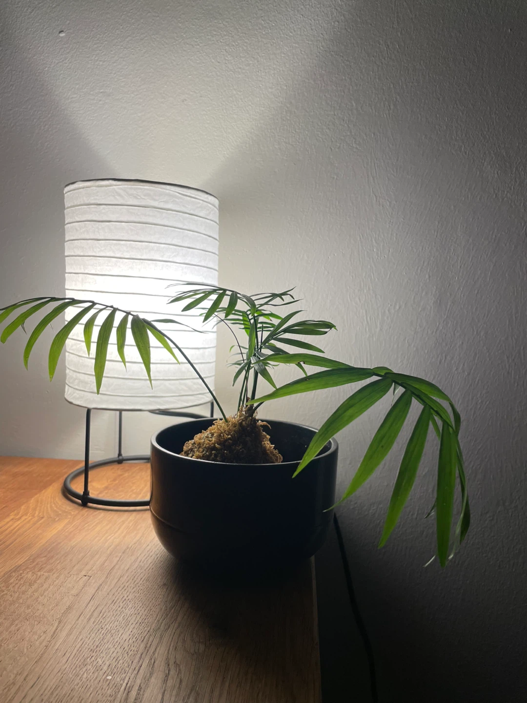 Kokedama Indoor Palm with Black Planter