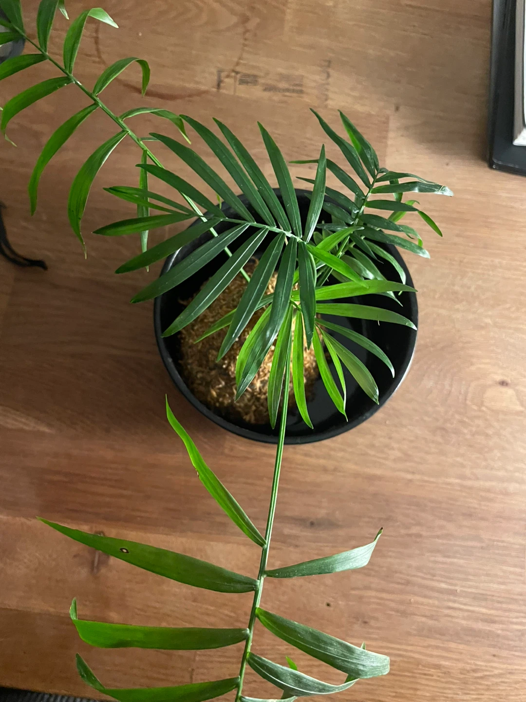 Kokedama Indoor Palm with Black Planter - photo 2