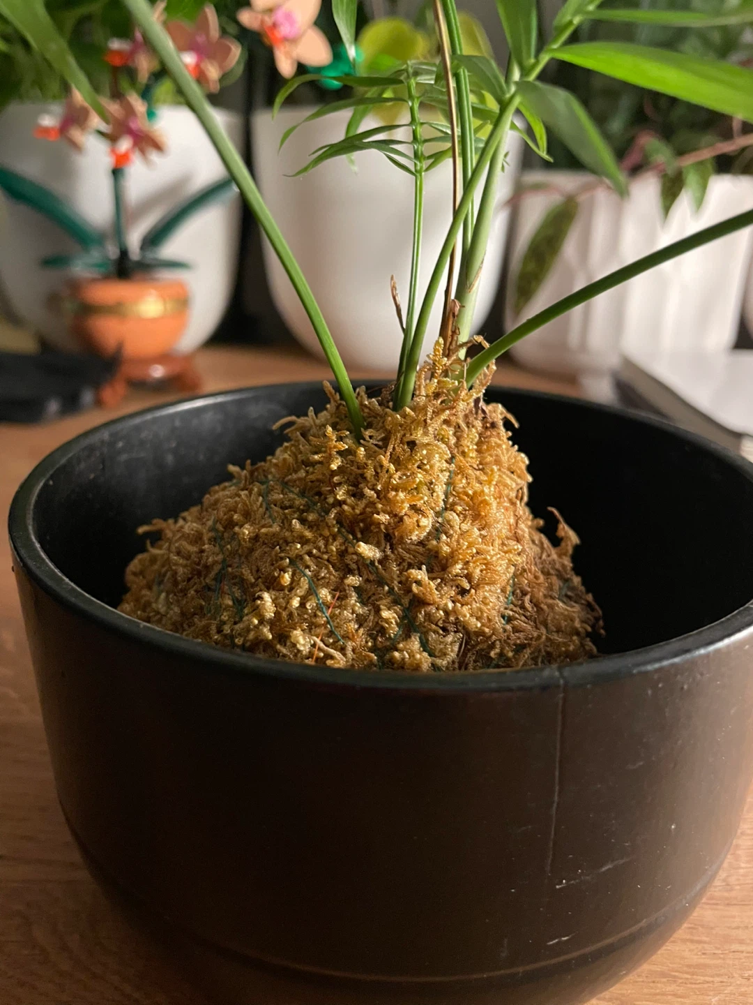 Kokedama Indoor Palm with Black Planter - photo 3