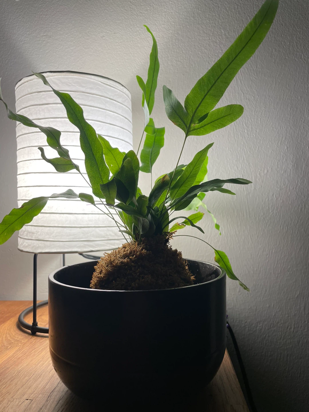 Kangaroo Paw Fern Kokedama