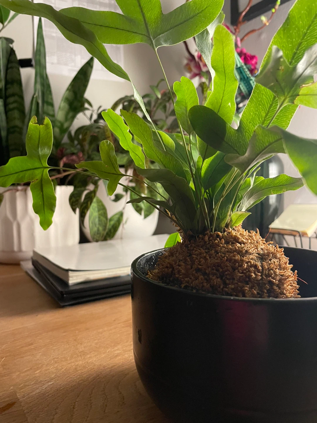 Kangaroo Paw Fern Kokedama - photo 2