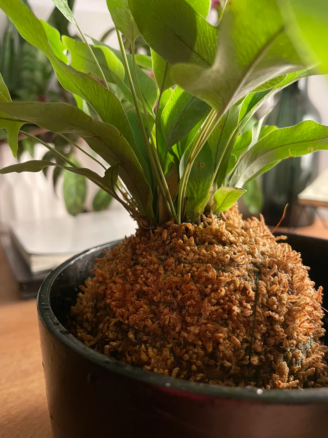 Kangaroo Paw Fern Kokedama - photo 3