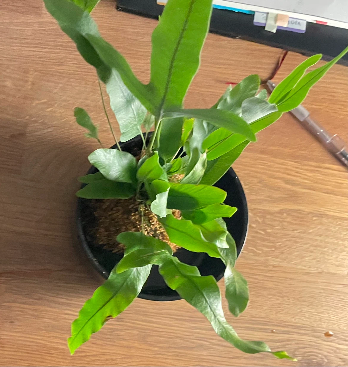 Kangaroo Paw Fern Kokedama - photo 4