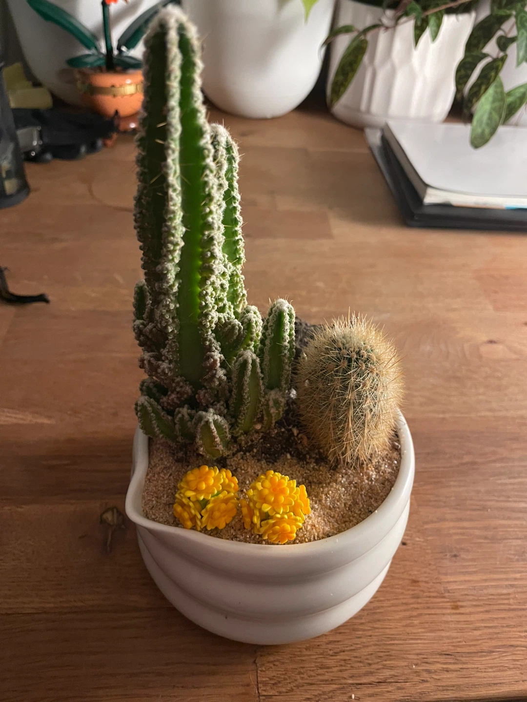 🌵 Miniature Desert Cactus Garden