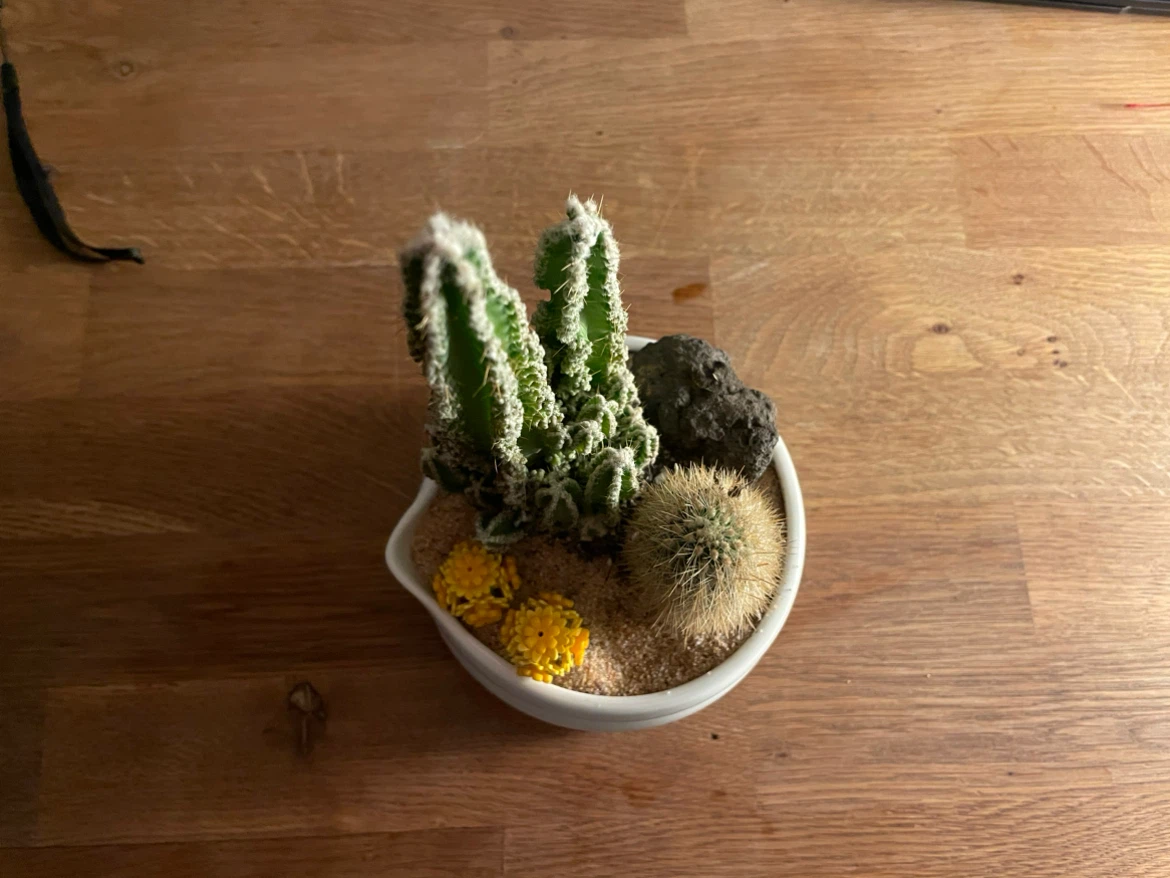 🌵 Miniature Desert Cactus Garden - photo 2
