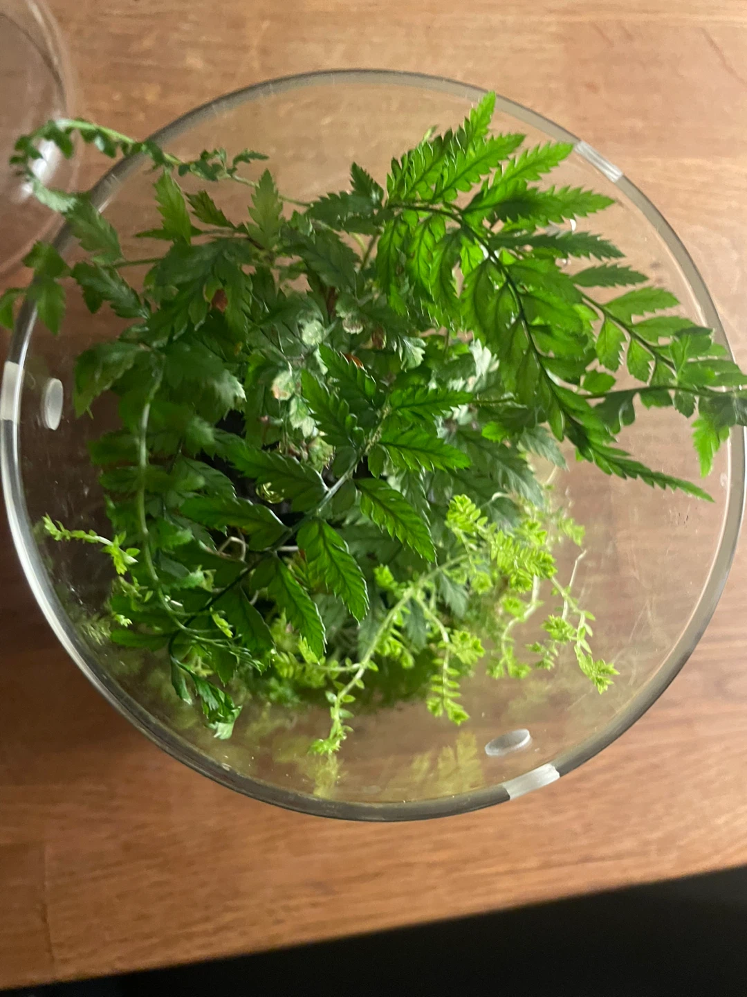 🌿 Living Tropical Terrarium