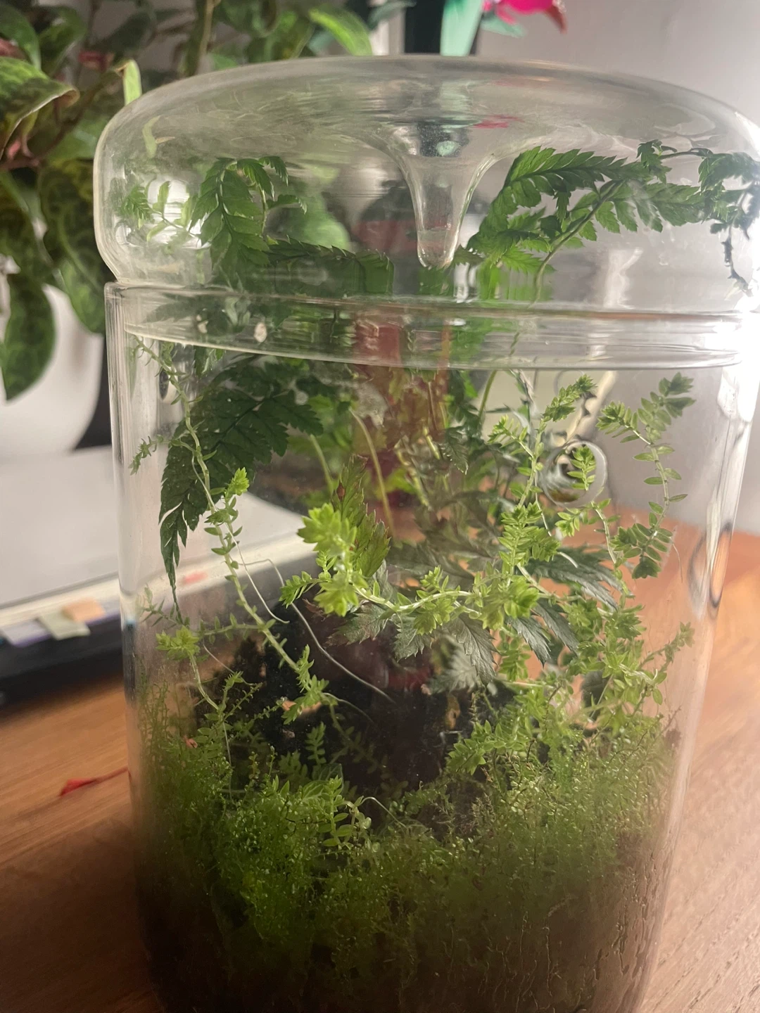 🌿 Living Tropical Terrarium - photo 2