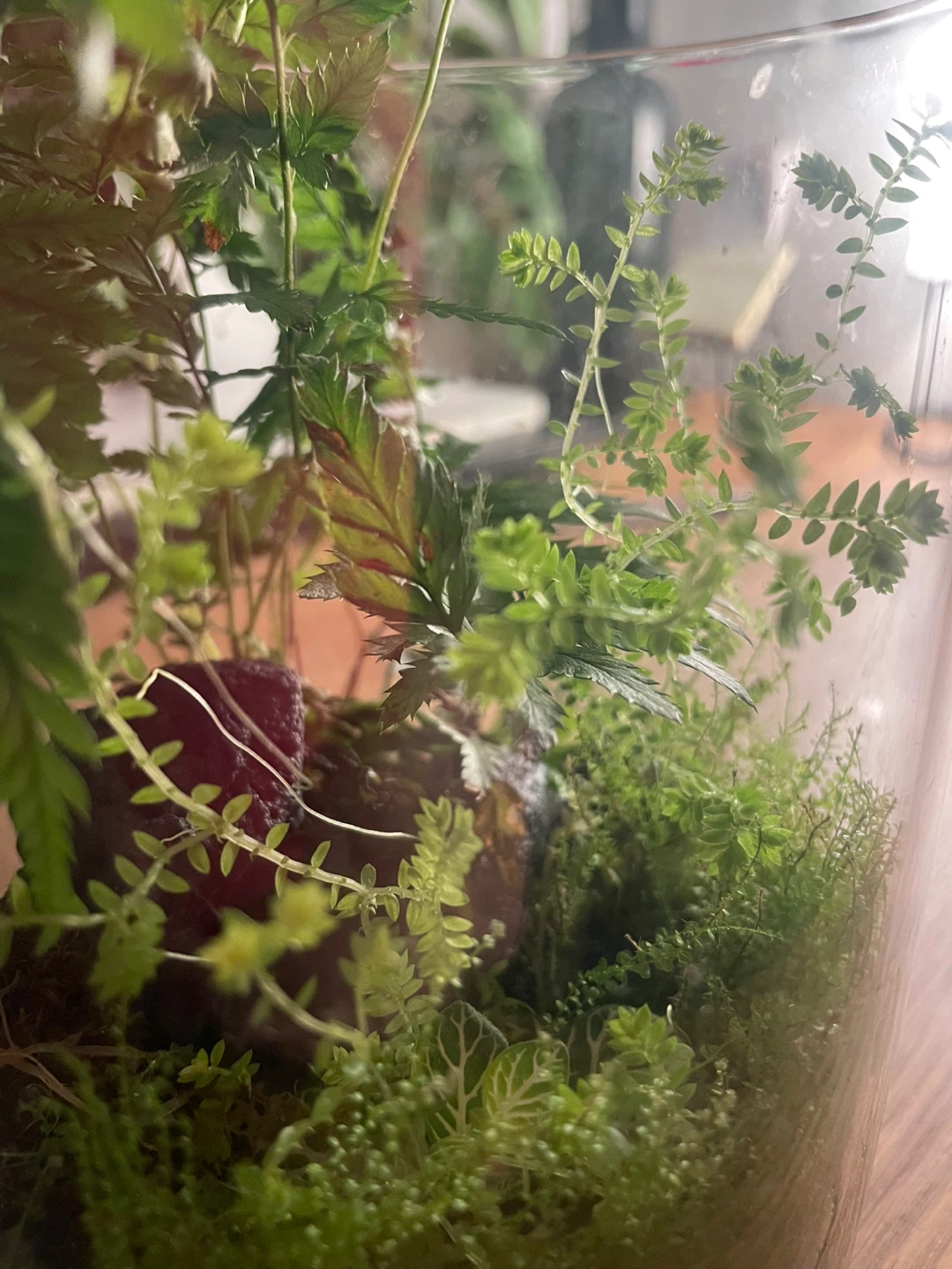🌿 Living Tropical Terrarium - photo 3