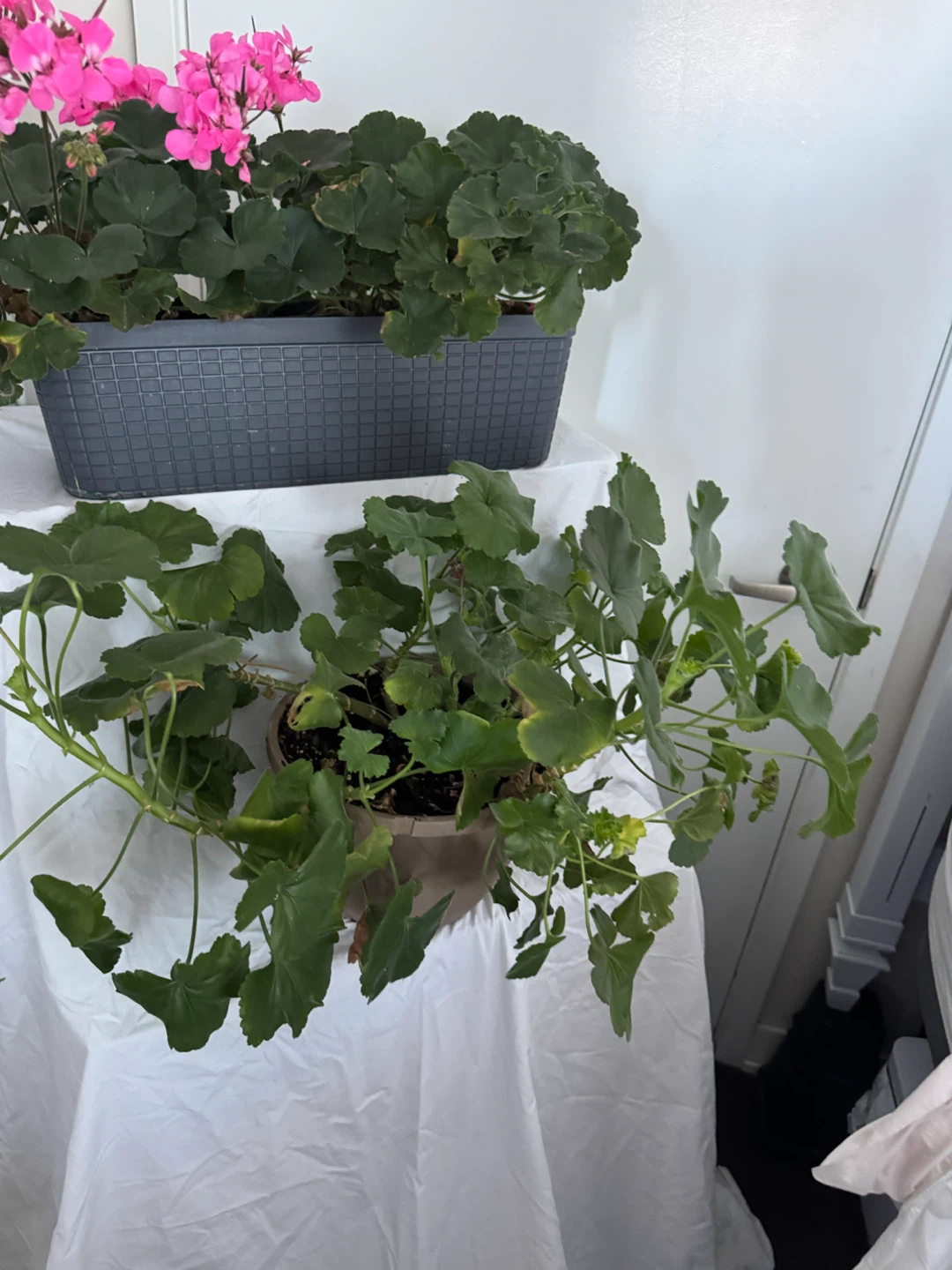 Huge 6ft Real English Ivy Plant and 2 Pink Geranium Plants - photo 4